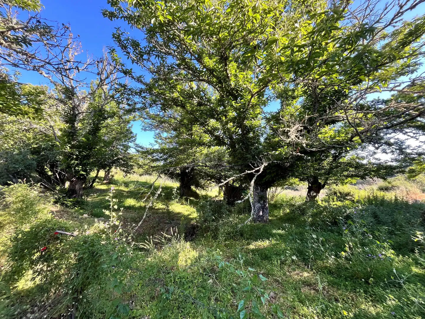 Residential for sale in Fuenteheridos