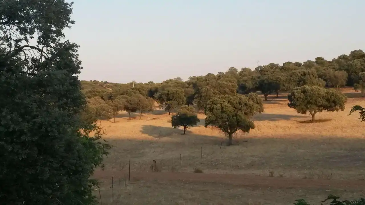 Casa rústica en venda a Almodóvar del Campo, imagen 33