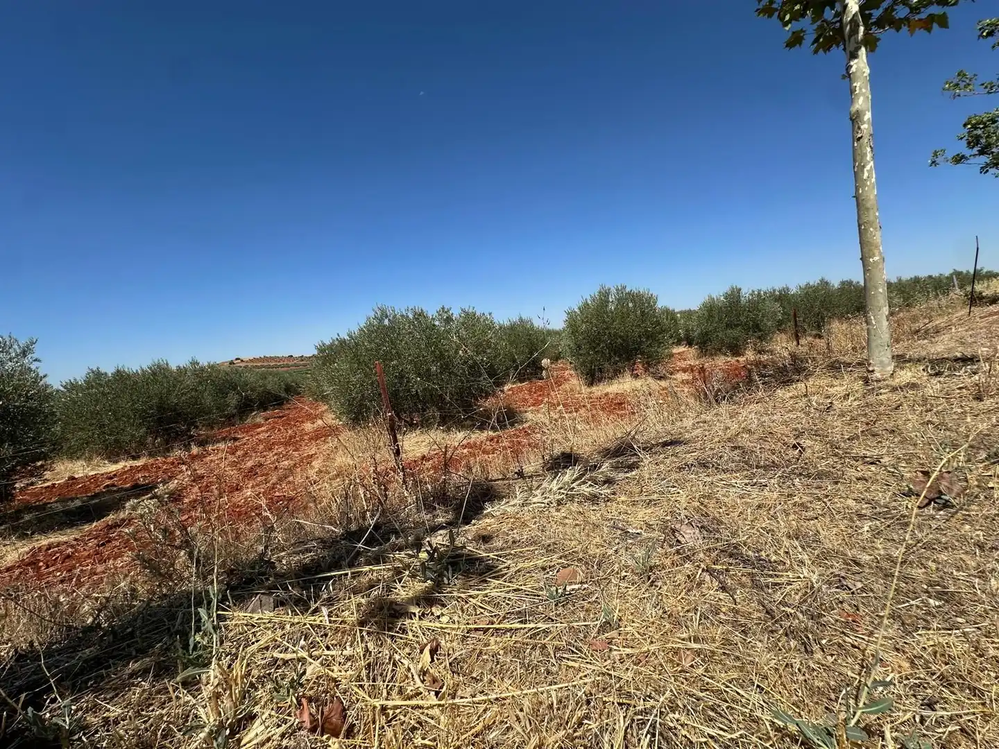 Rural land for sale in Carretera Valdepeñas-Ciudad Real, imagen 42