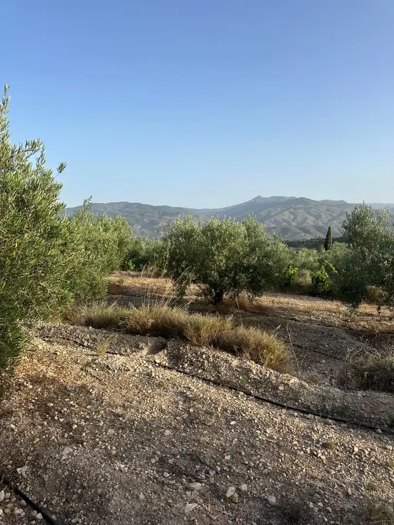 Finca rústica en venta en Somontín