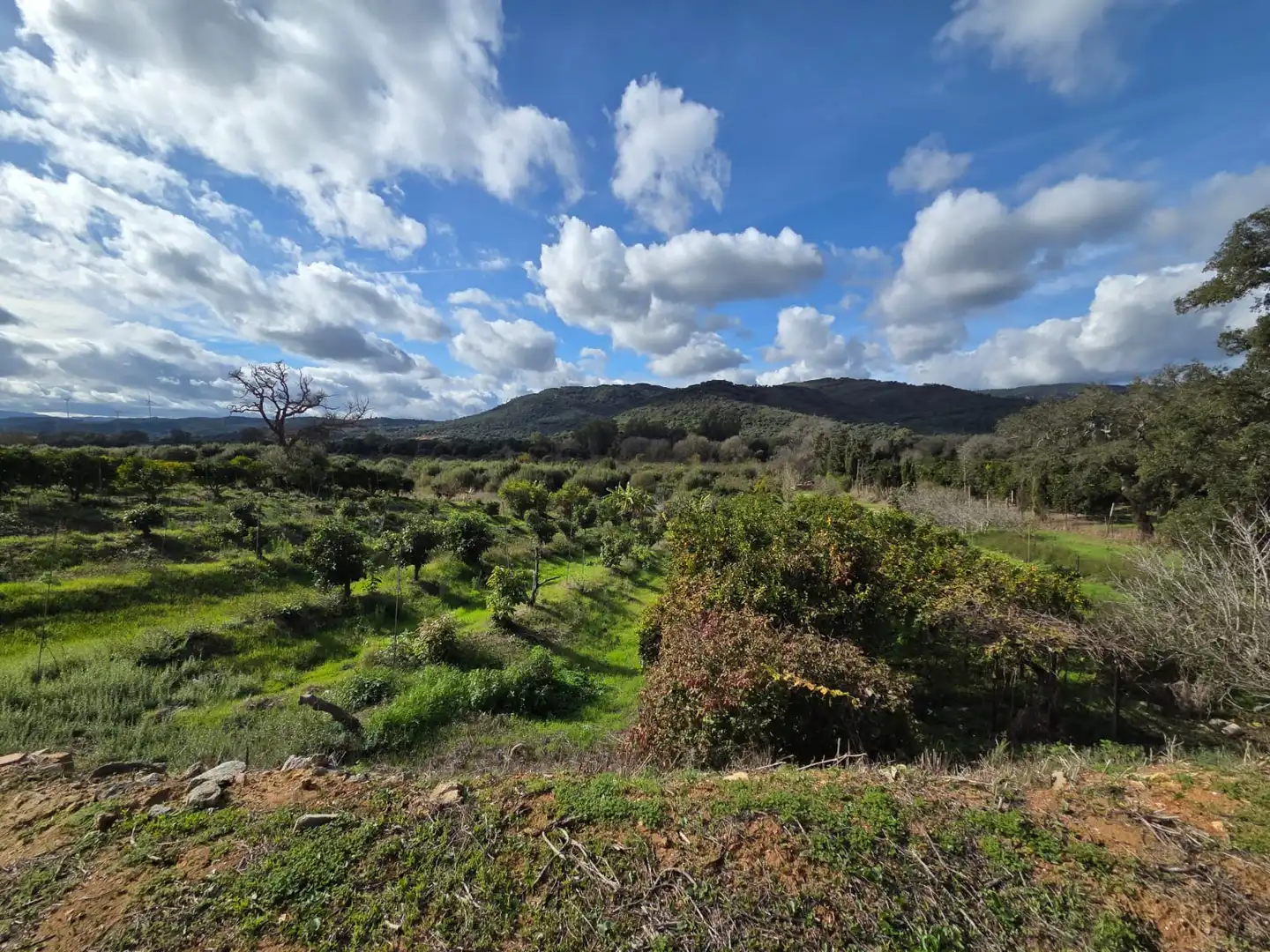 Rustikales Grundstück zum Verkauf in Castellar de la Frontera, imagen 6