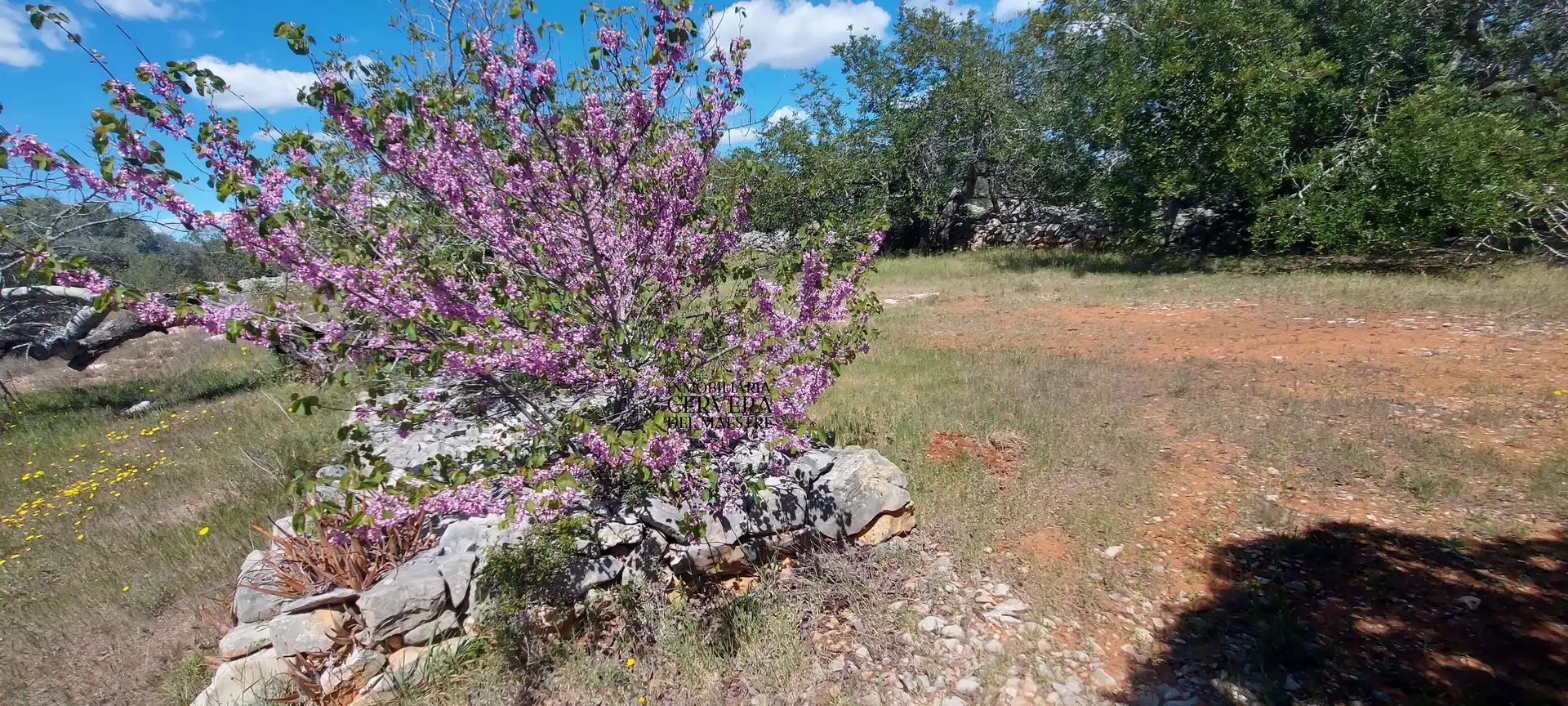 Terreno rustico in vendita a Cervera del Maestre, imagen 27