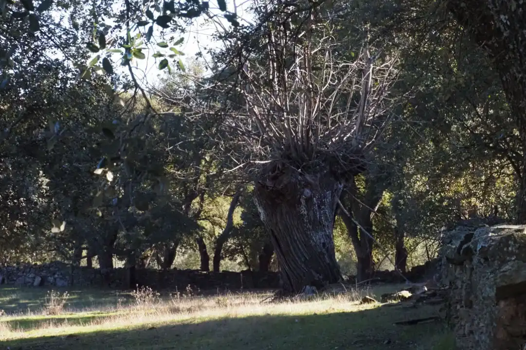 Jardín de Terreno en venta en Puerto de Béjar