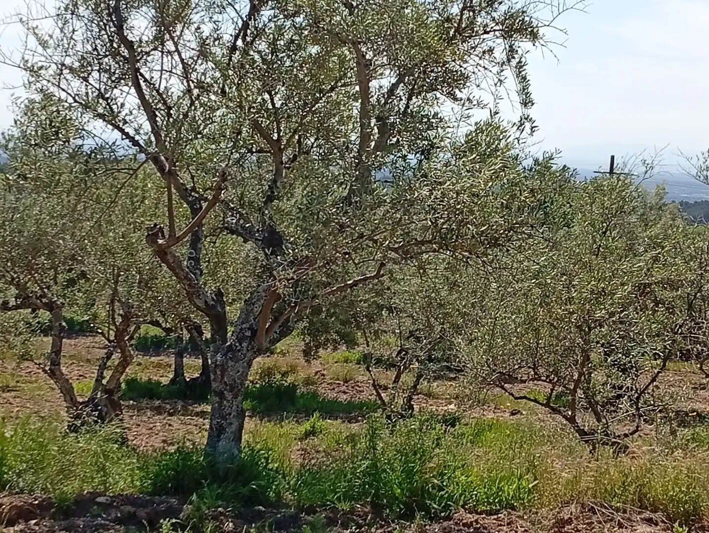 Terreni e lotti in vendita a Villanueva de la Vera, imagen 18