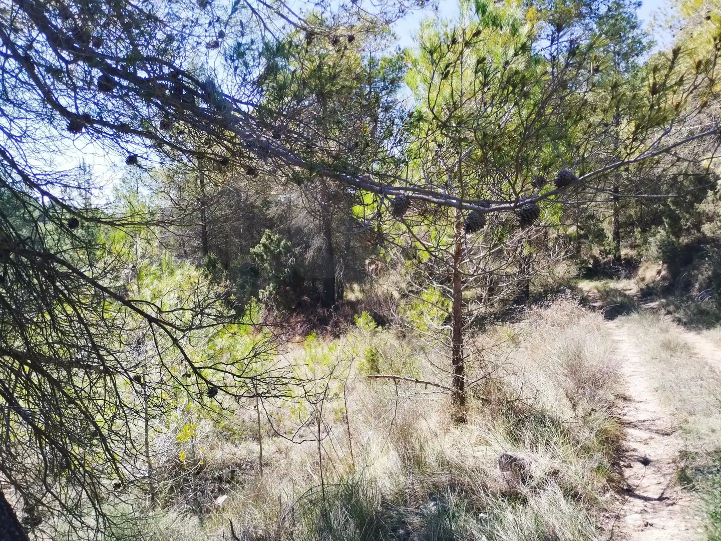 Terreno en venta en La Morera de Montsant