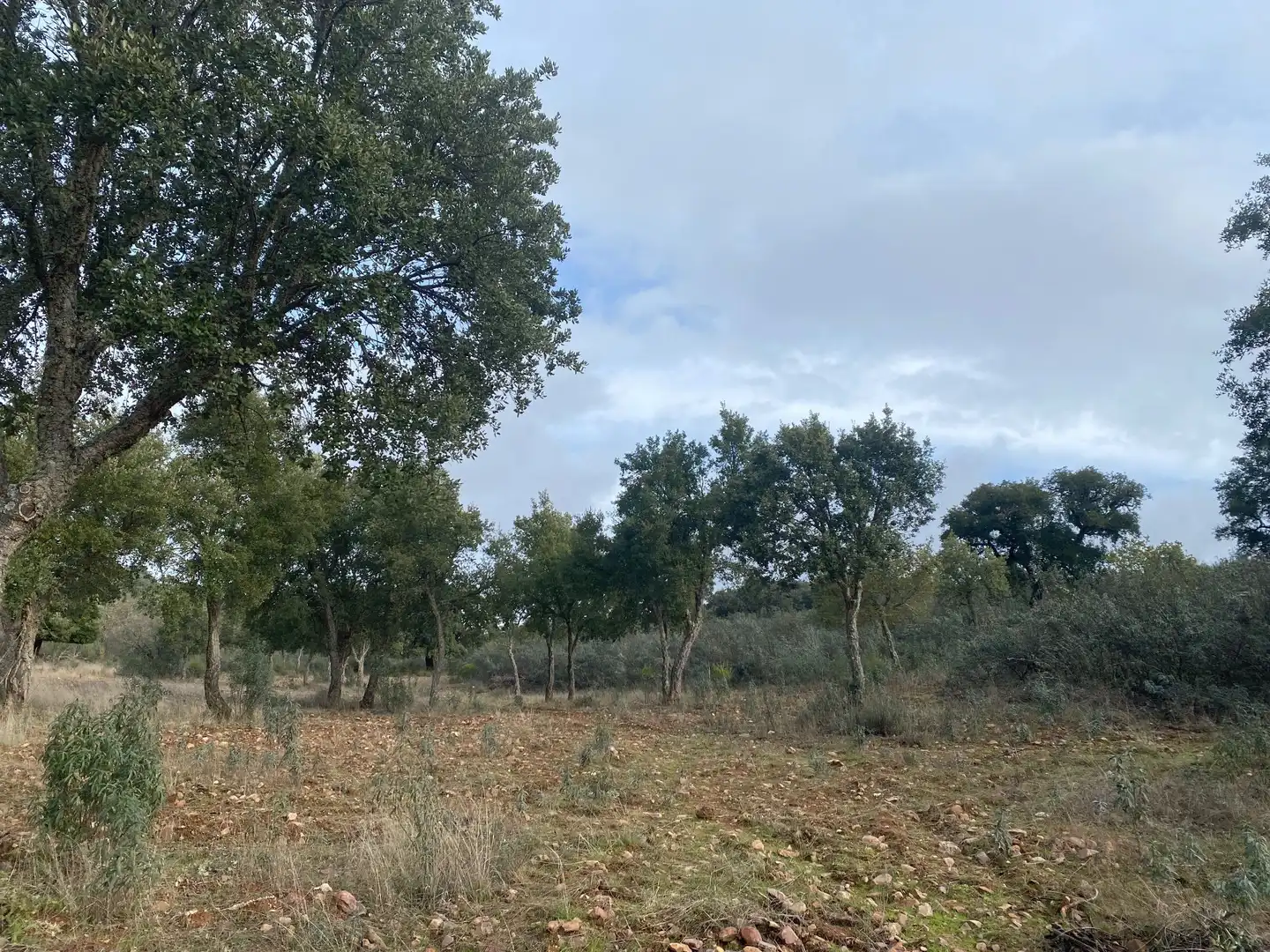 Terreno en venta en Anchuras