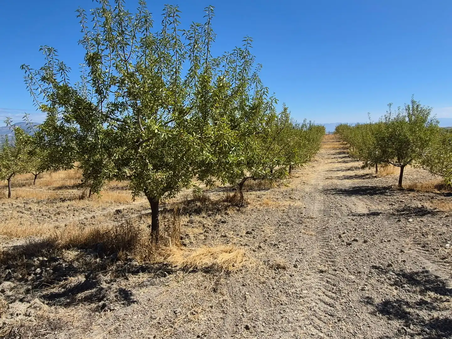 Terreny rústic en venda a Alhama de Granada, imagen 26