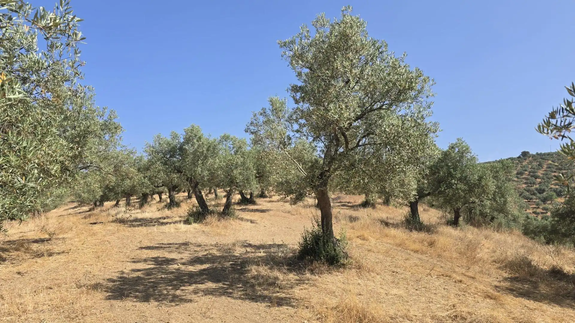 Finca rústica en venta en Pozoblanco