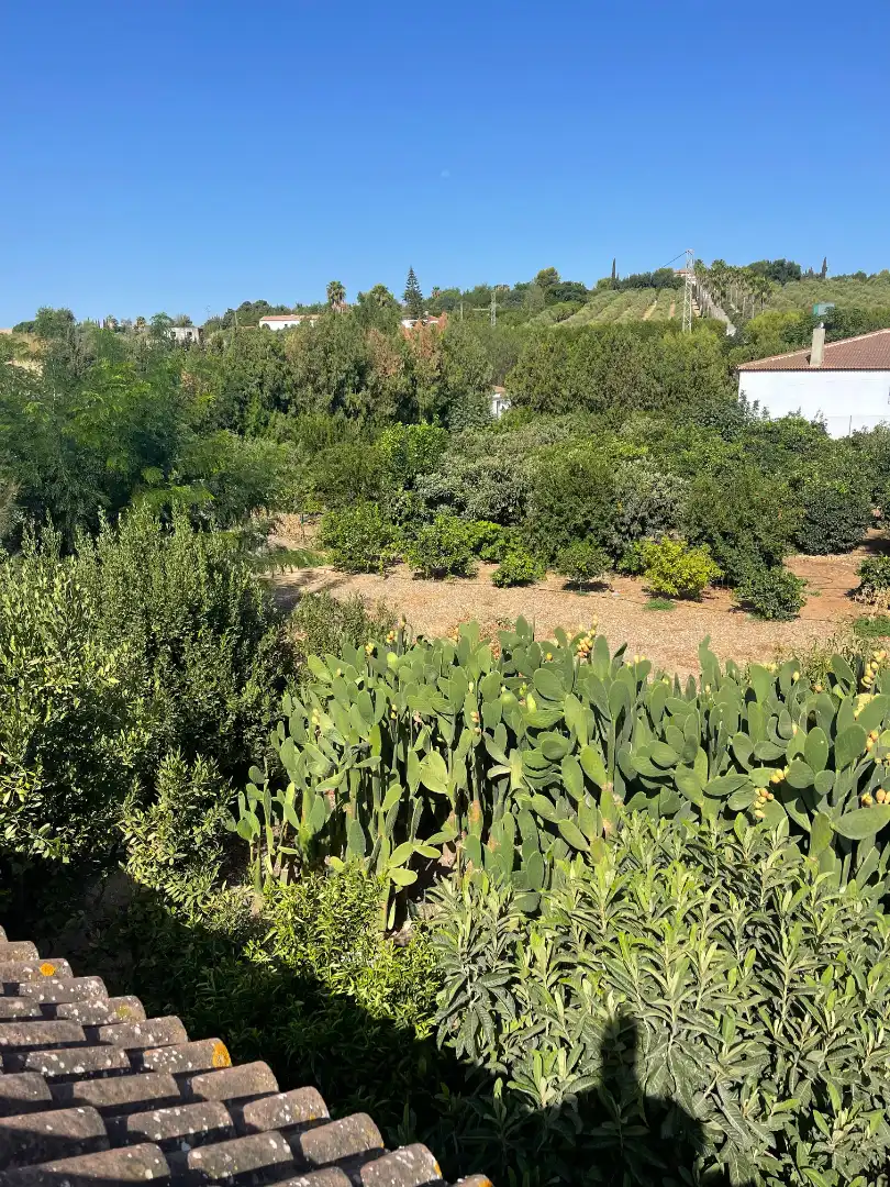 Country homes for sale in Cantillana