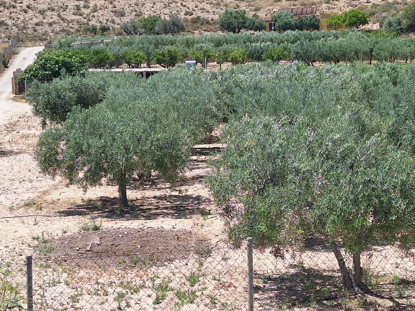 Jardí de Casa o xalet en venda en Alicante / Alacant amb Jardí privat, Terrassa i Traster