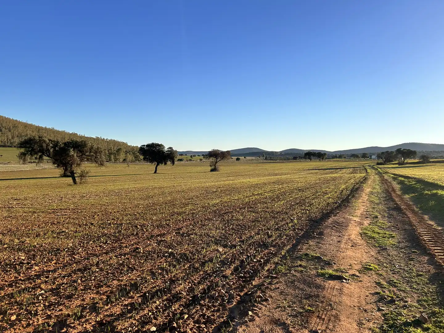 Terreny rústic en venda a Peraleda del Zaucejo, imagen 15