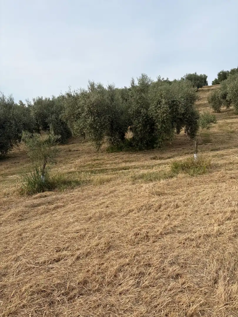 Terreny rústic en venda a Priego de Córdoba, imagen 4