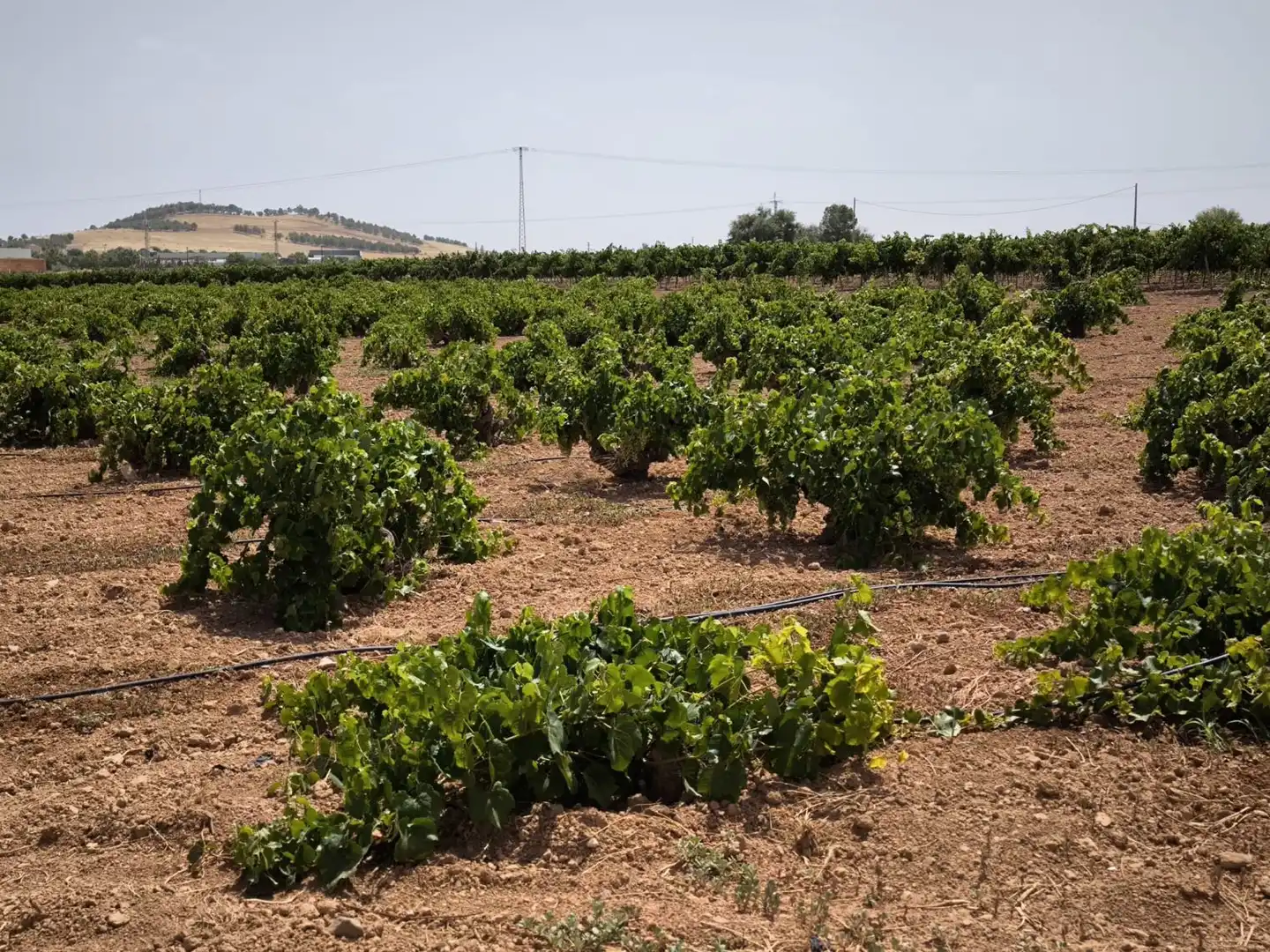Casa rústica en venda a Valdepeñas, imagen 2