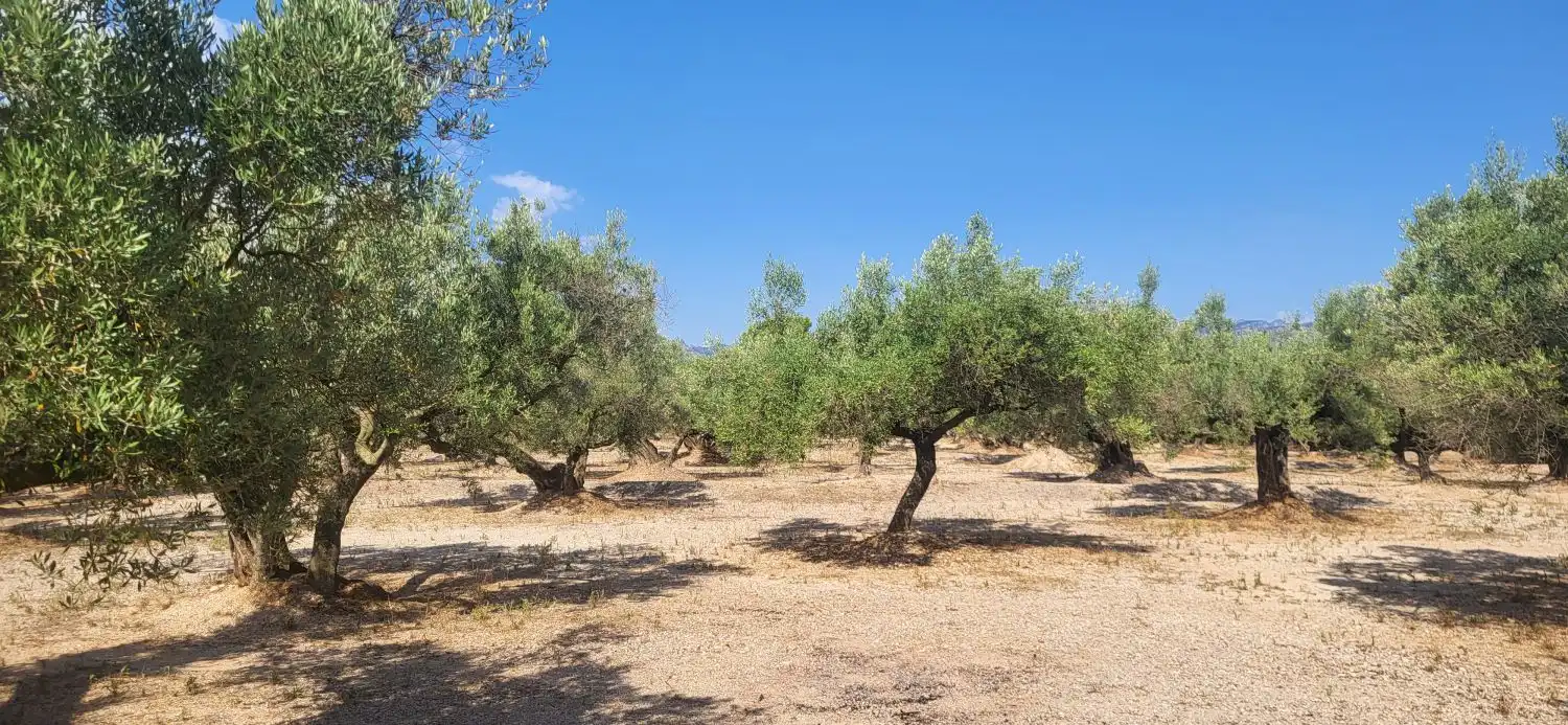 Finca rústica en venta en Mas de Barberans