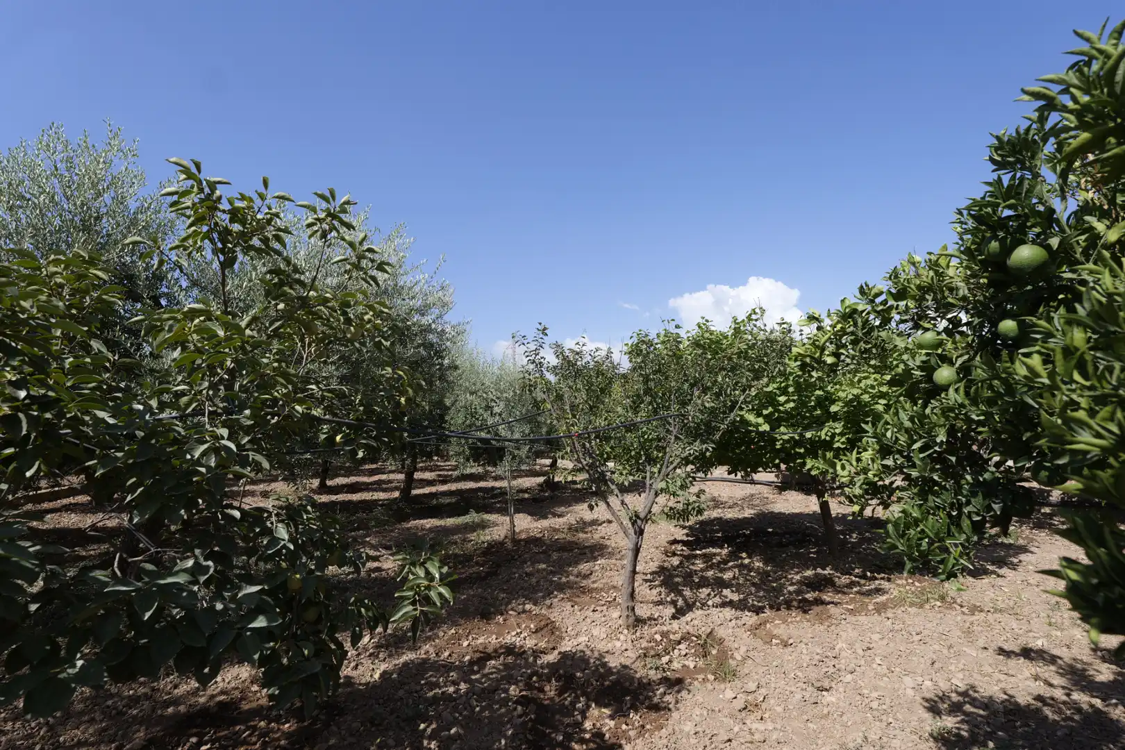 Houses for sale in Berja  with Air Conditioner, Private garden and Terrace