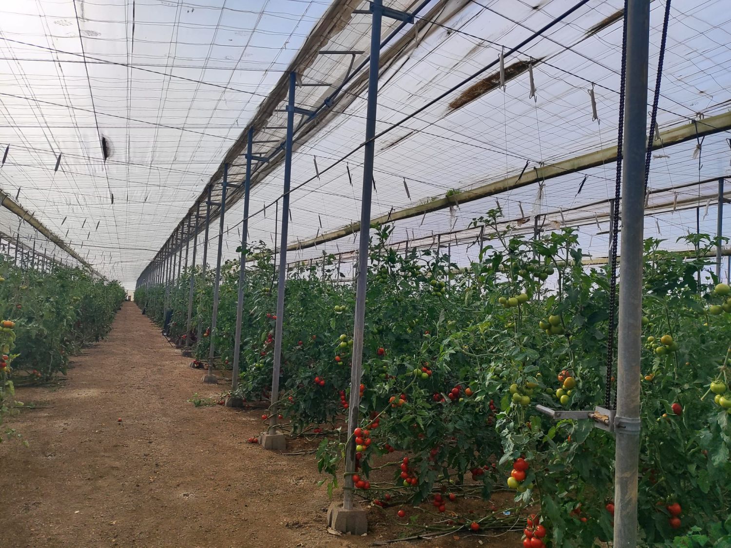 Garden of Country house for sale in Níjar