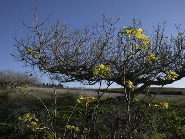 Wohnbaugrundstück zum Verkauf in Los Franceses – La Vega