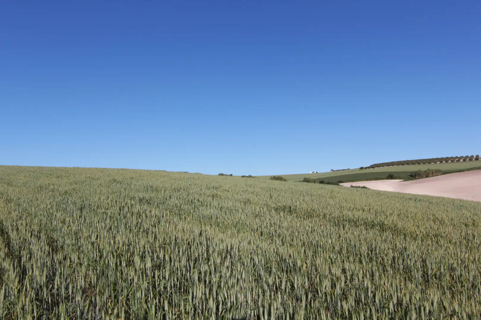 Terreno en venta en Utrera