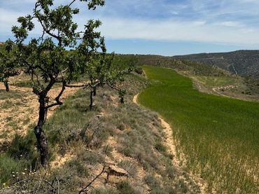 Rural land for sale in Cervera del Río Alhama