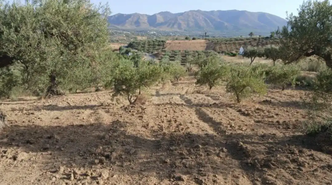 Rural land for sale in Camino la Ramita, Alhaurín de la Torre, Málaga, Spain, imagen 4