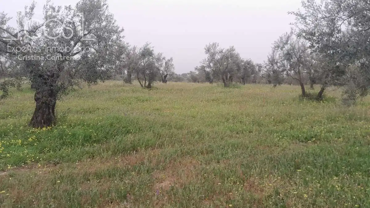 Terreni e lotti in vendita a Almonte ciudad, imagen 12