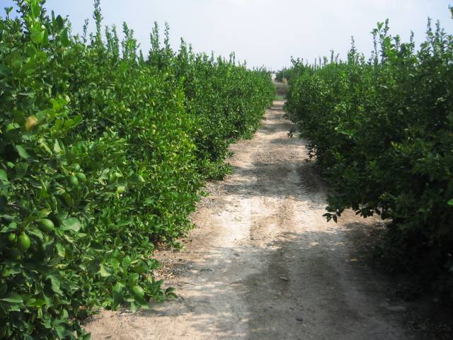 Terreno en Venta en Sangonera la Seca