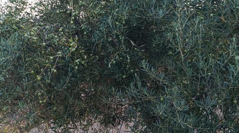 Photo 5 of Country house for sale in Almogía, Málaga