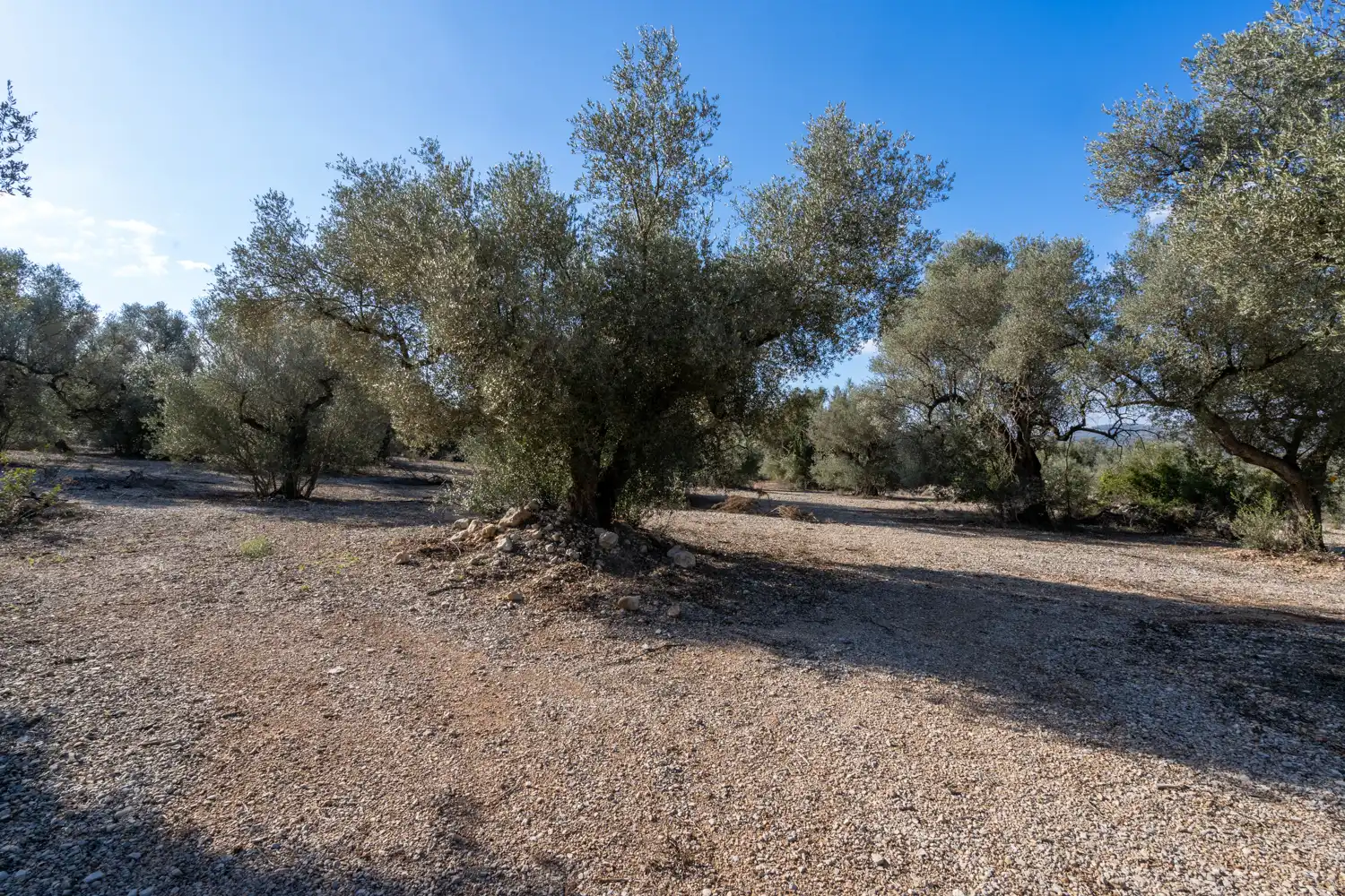 Rustikales Grundstück zum Verkauf in Ulldecona, imagen 7