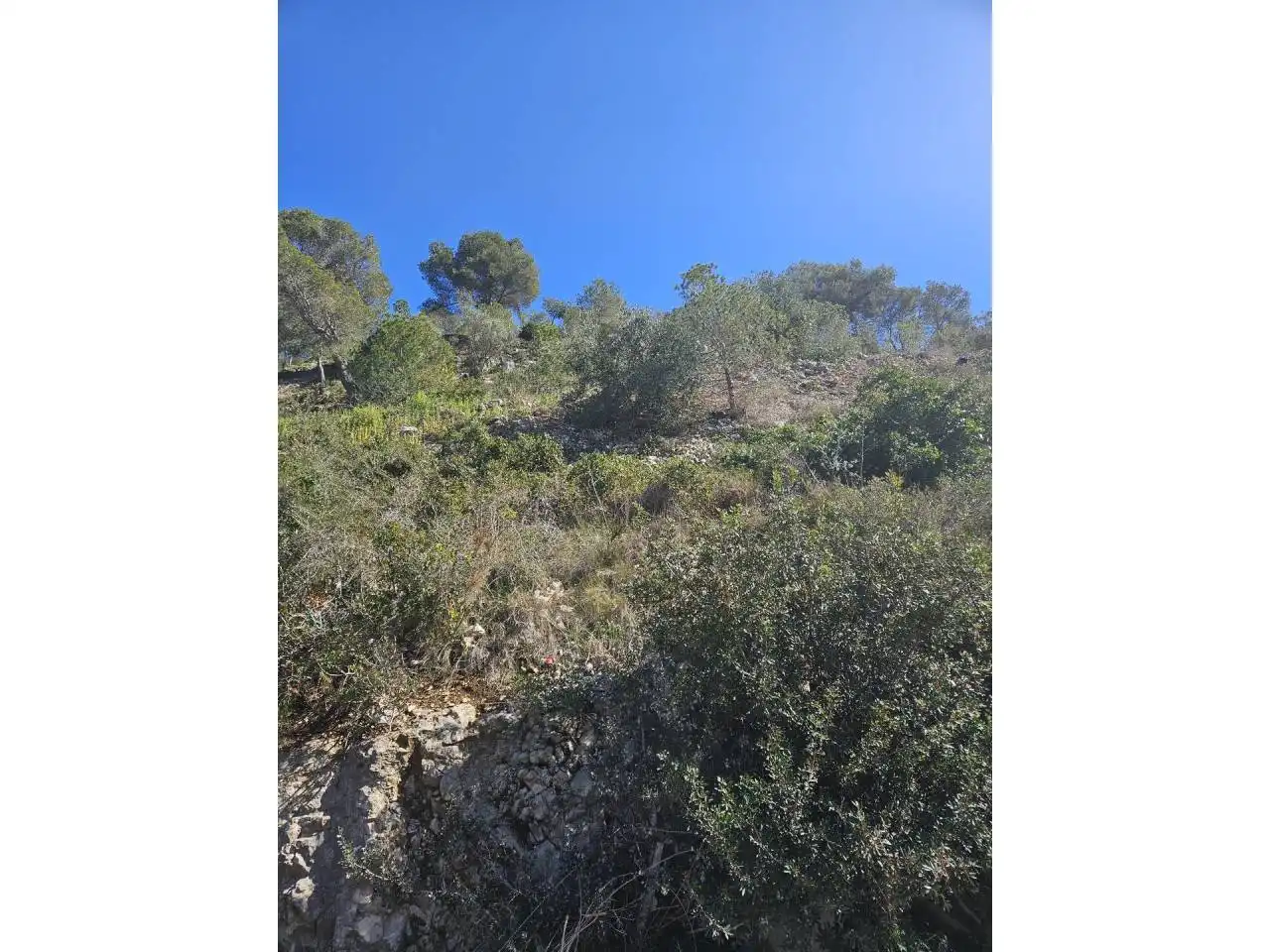 Rural land for sale in Pinos, imagen 4