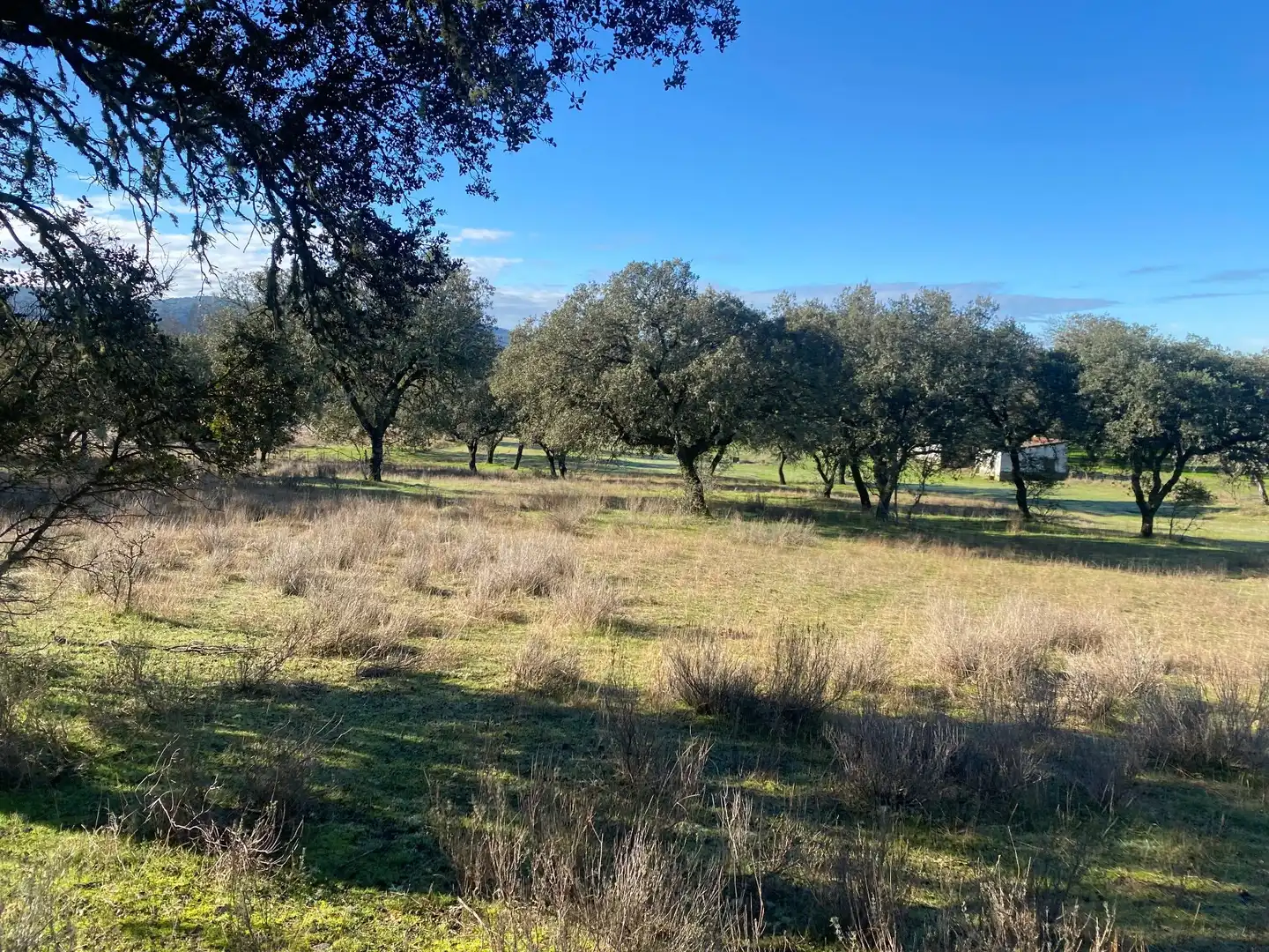 Finca rústica en venta en Buenaventura