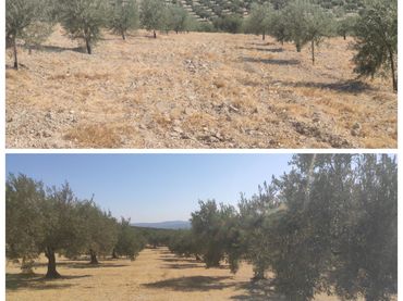 Terreno rustico in vendita a Baena