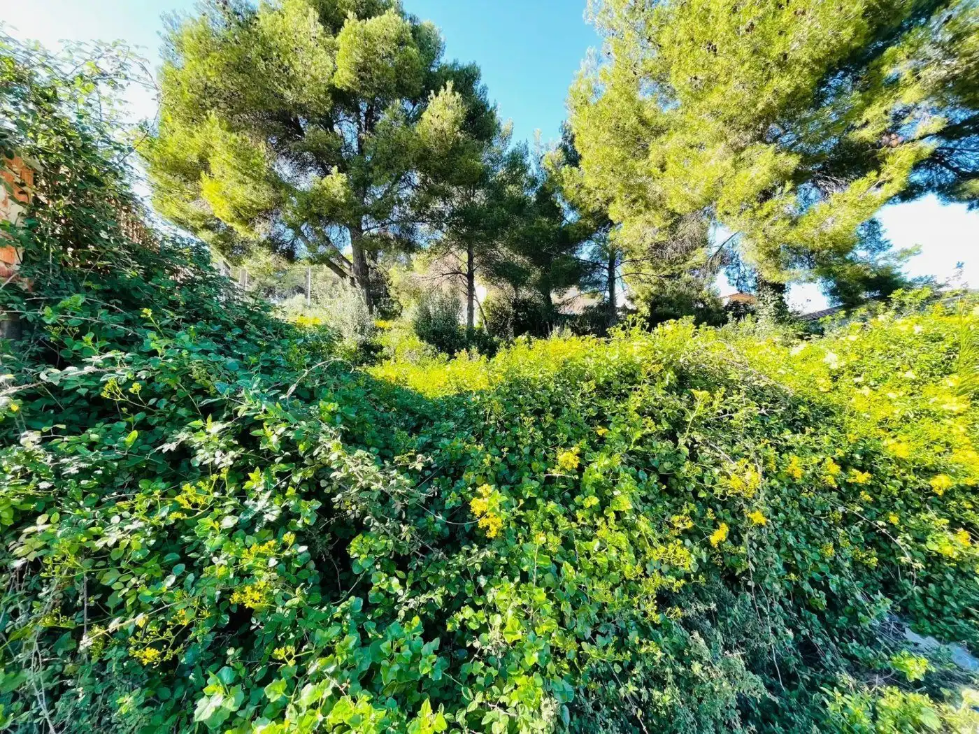 Terrain rustique à vendre à Altafulla 3, imagen 5