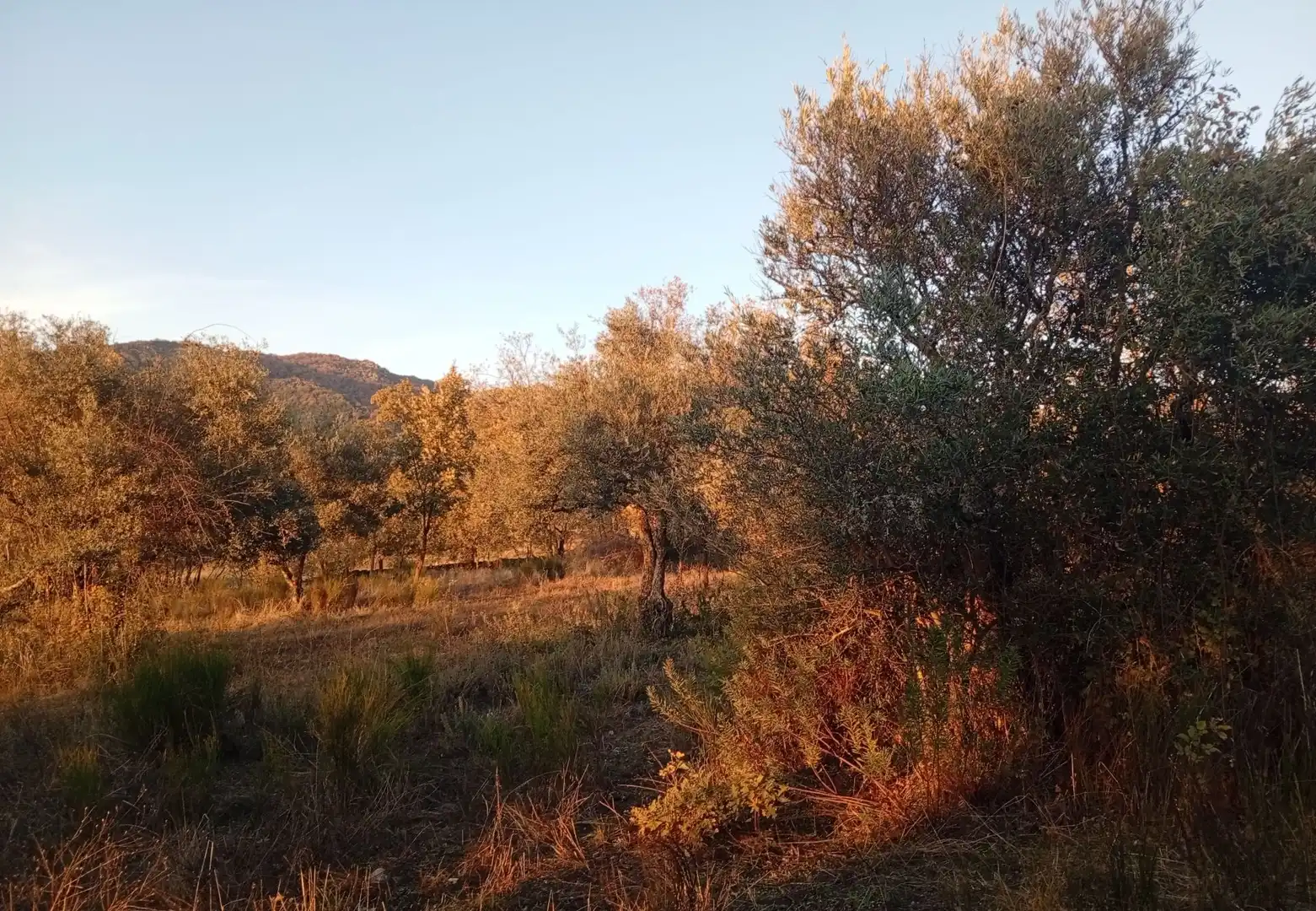Terreni e lotti in vendita a Viandar de la Vera, imagen 3