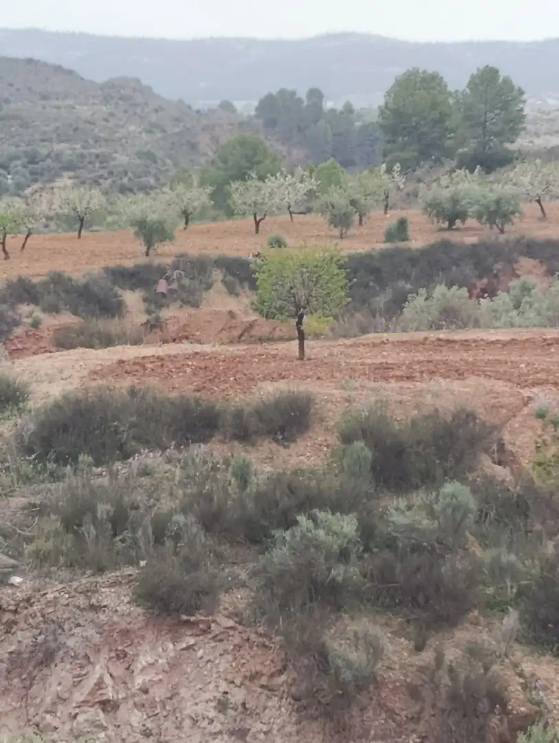 Terrenys i solars en venda a Bullas, imagen 6