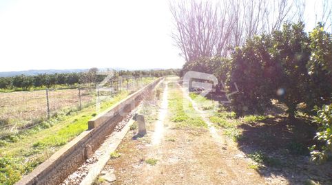 Magnífica Finca de Naranjos en Plena Producción., imagen 4
