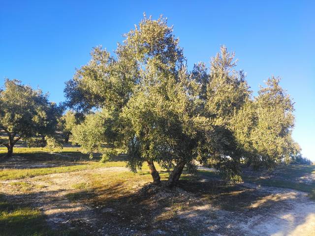 Terreno en Venta en Avenida Castro del Río, 66C en Baena