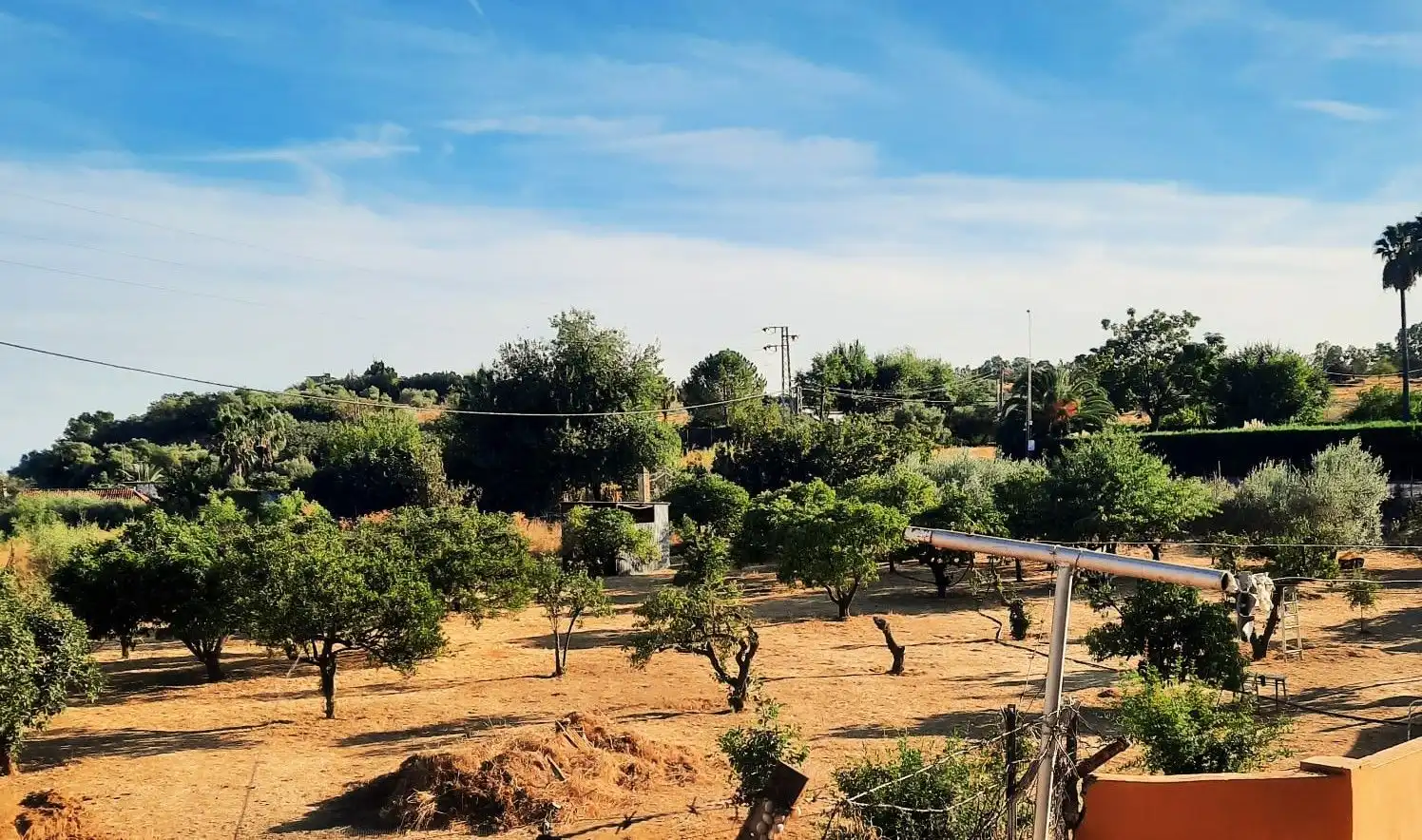 Finca rústica en venta en Carmona