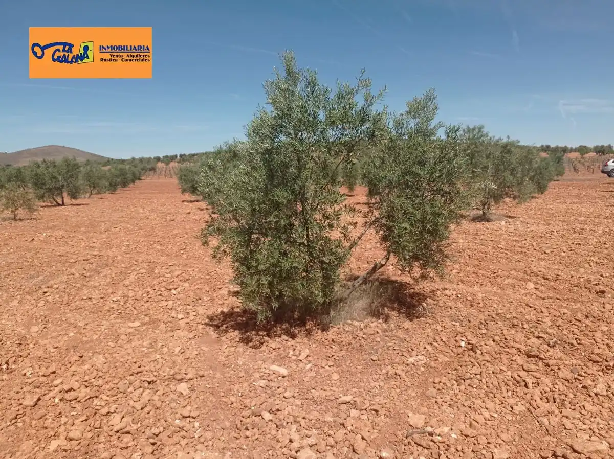 Finca rústica en venda en Torrenueva