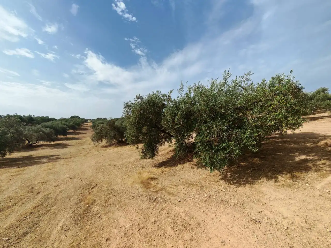 Land for sale in Salar