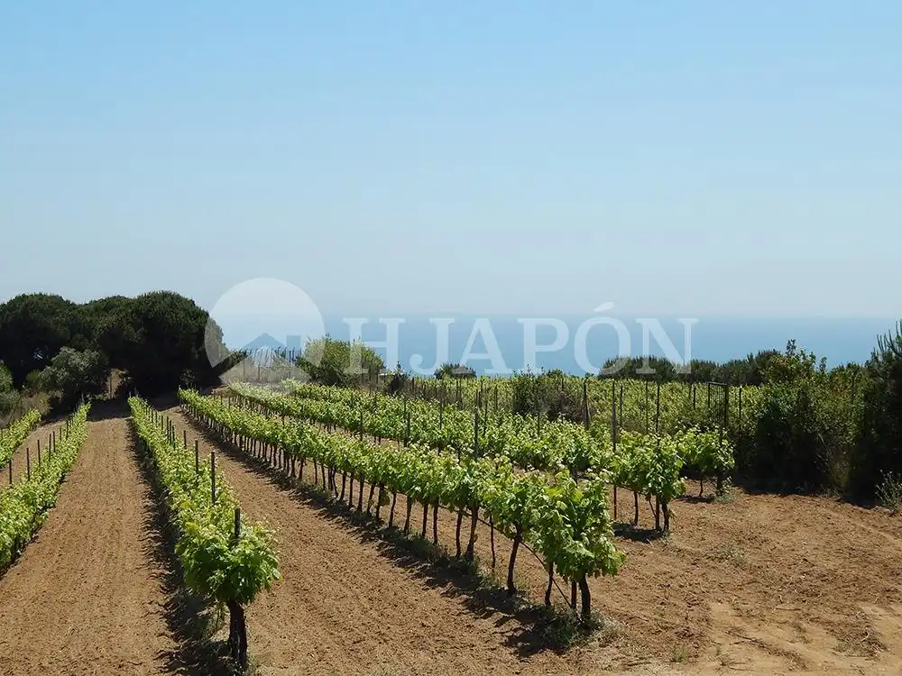 Casa o xalet en venda en Alella amb Jardí privat, Terrassa i Piscina