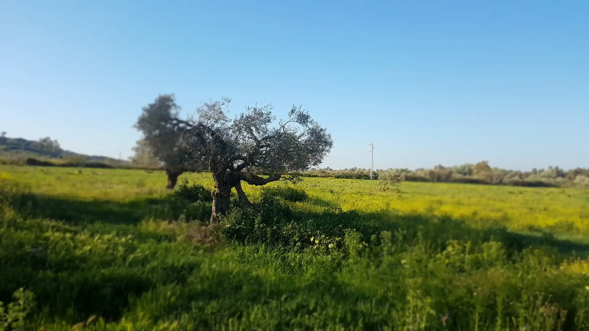 Terreni e lotti in vendita a Sanlúcar la Mayor, imagen 17