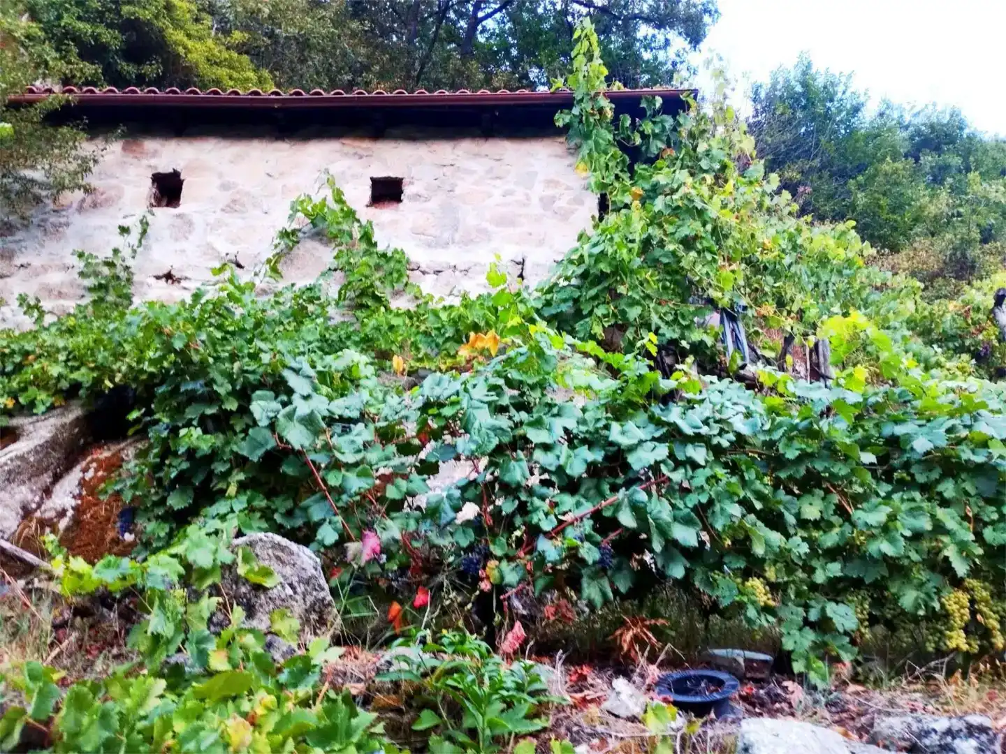 Jardín de Terreno en venta en O Saviñao 