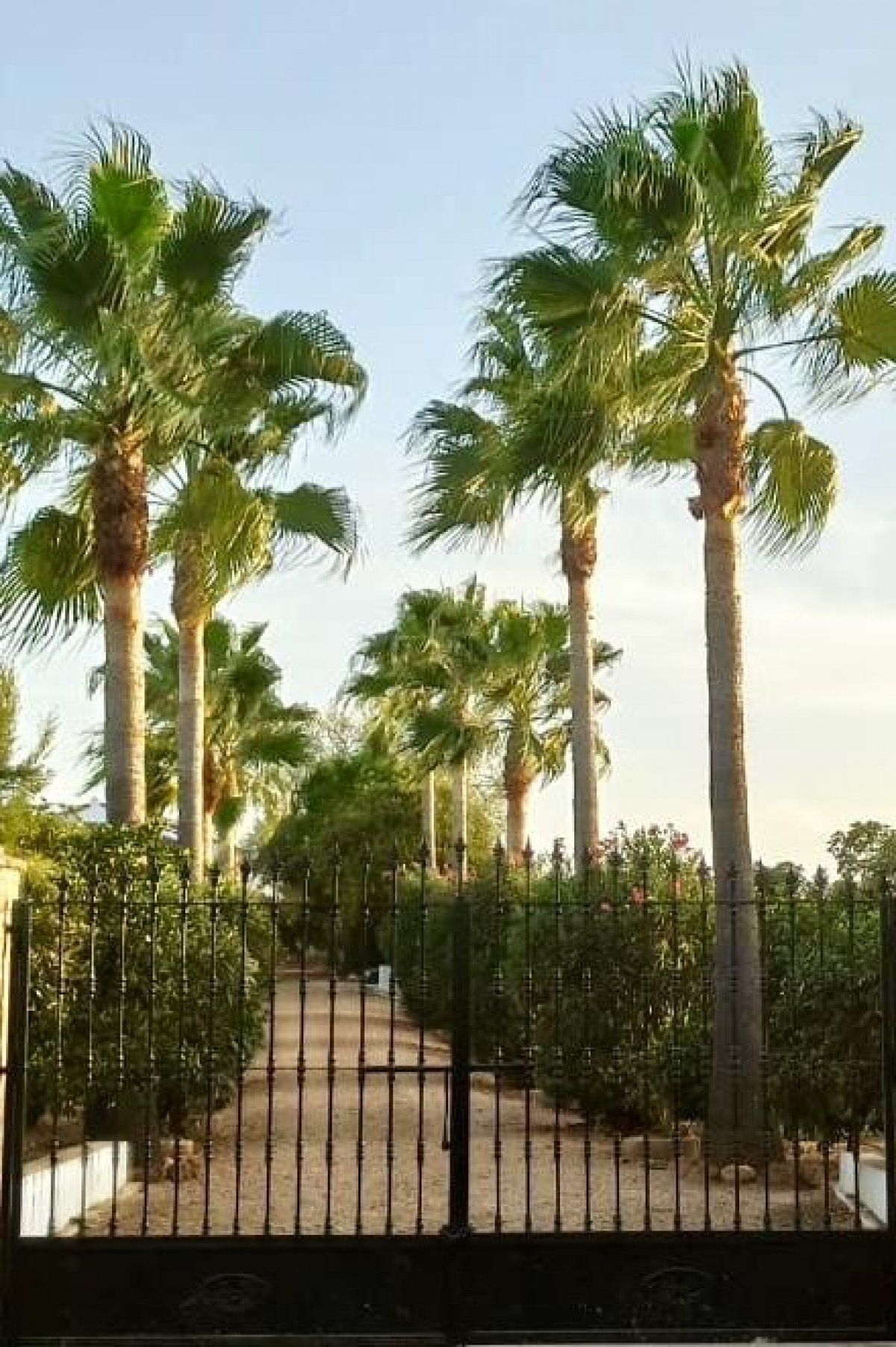 Exterior view of Country house for sale in Villalba del Alcor  with Terrace and Furnished