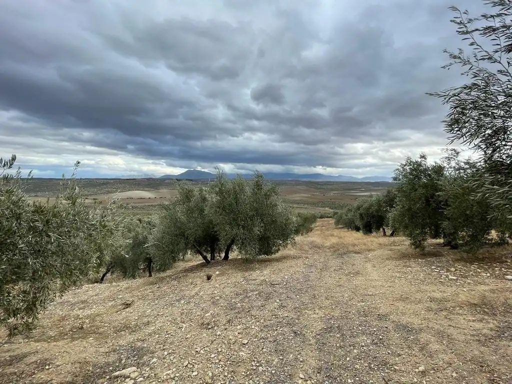 Land for sale in San Ildefonso - Catedral