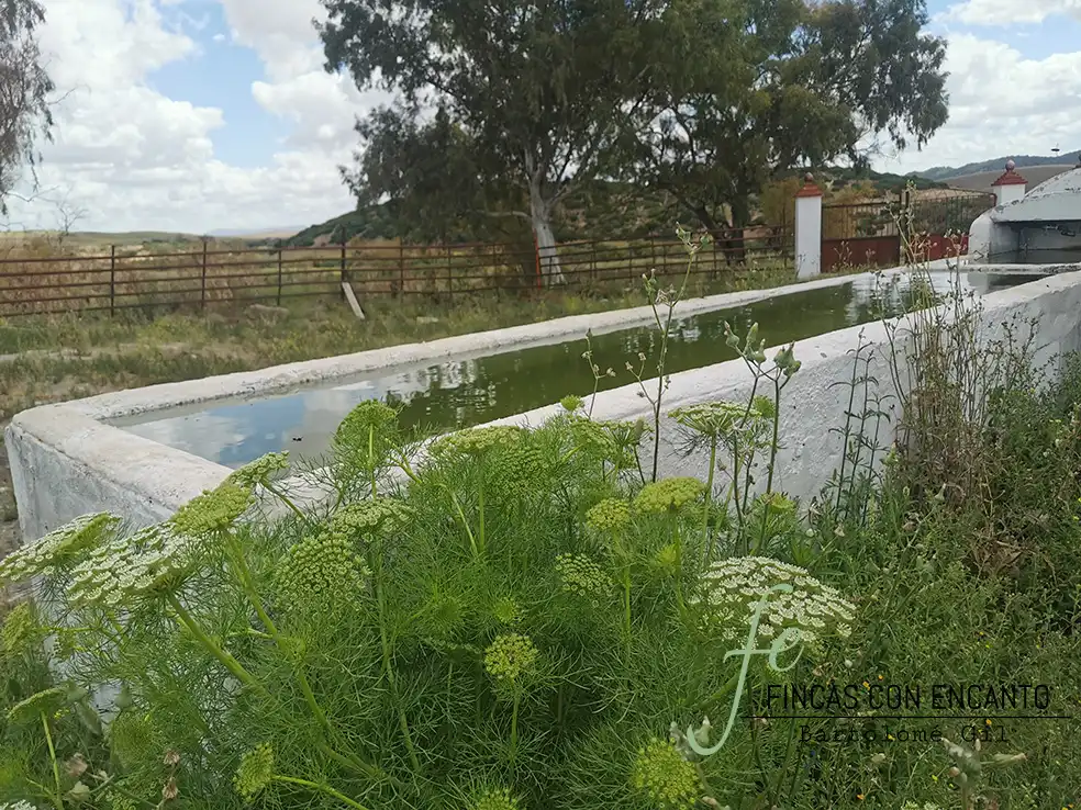 Swimming pool of Country homes for sale in Espera