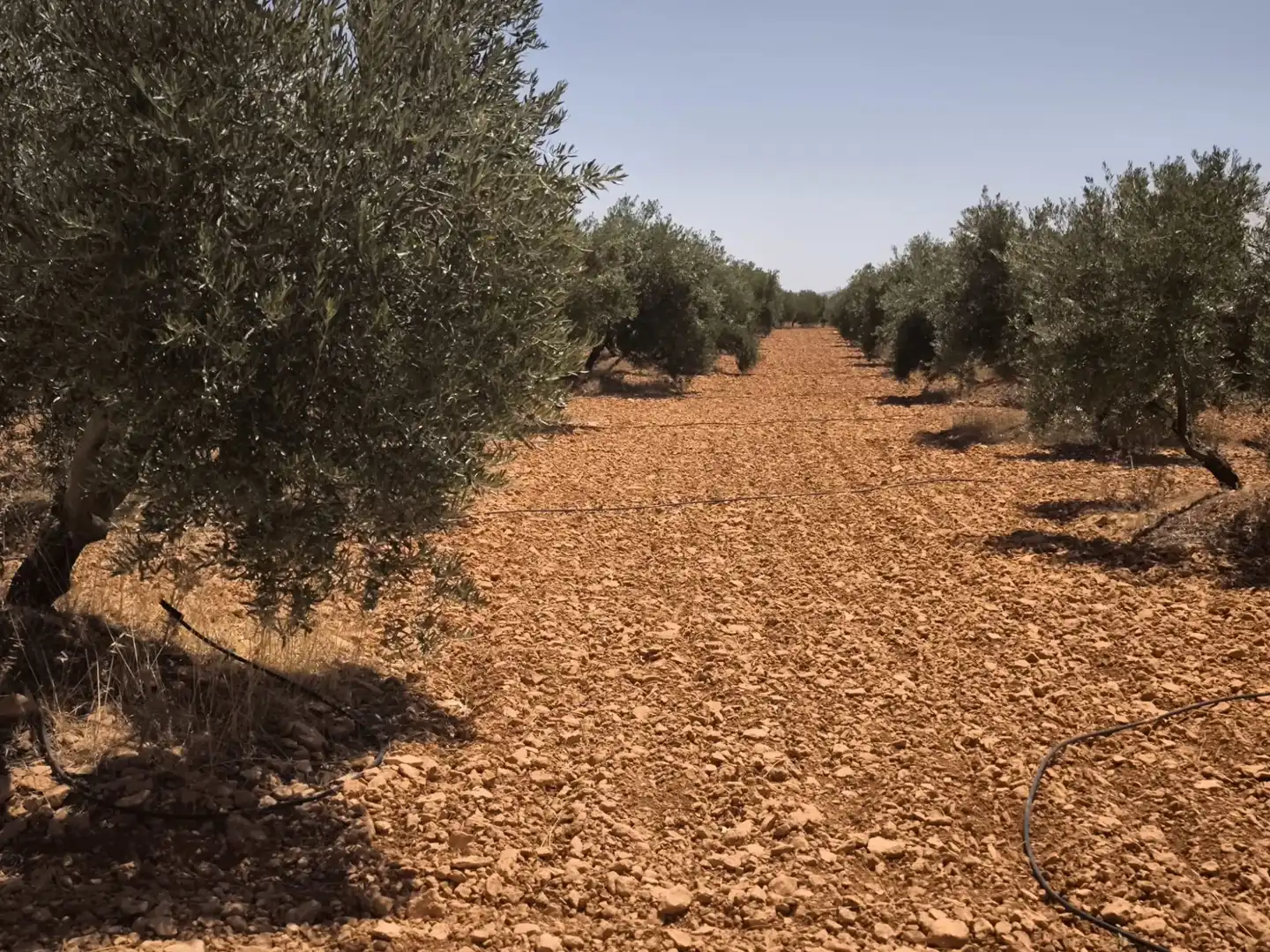 Casa rústica en venda a Valdepeñas, imagen 10