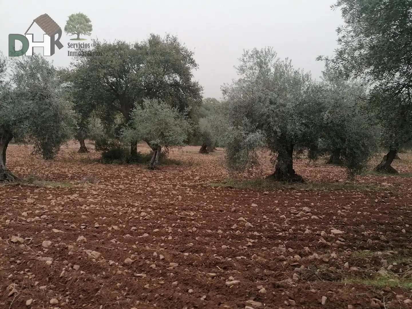 Terreni e lotti in vendita a San Roque - Ronda Norte, imagen 16