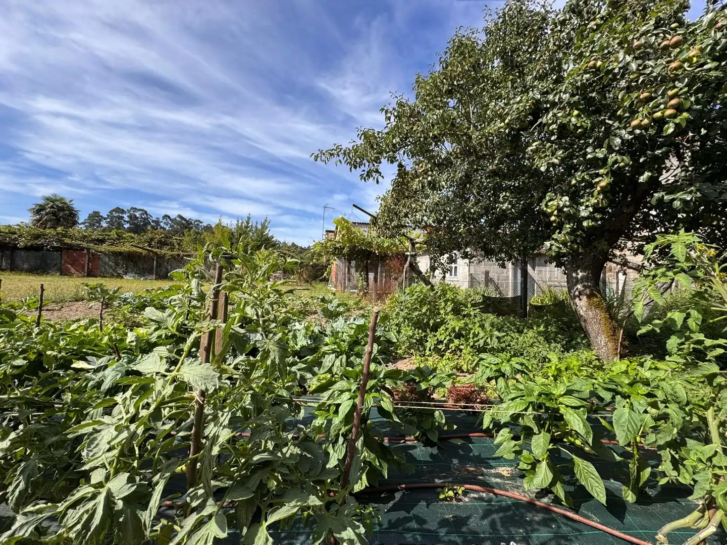 Jardí de Edifici en venda en Cuntis