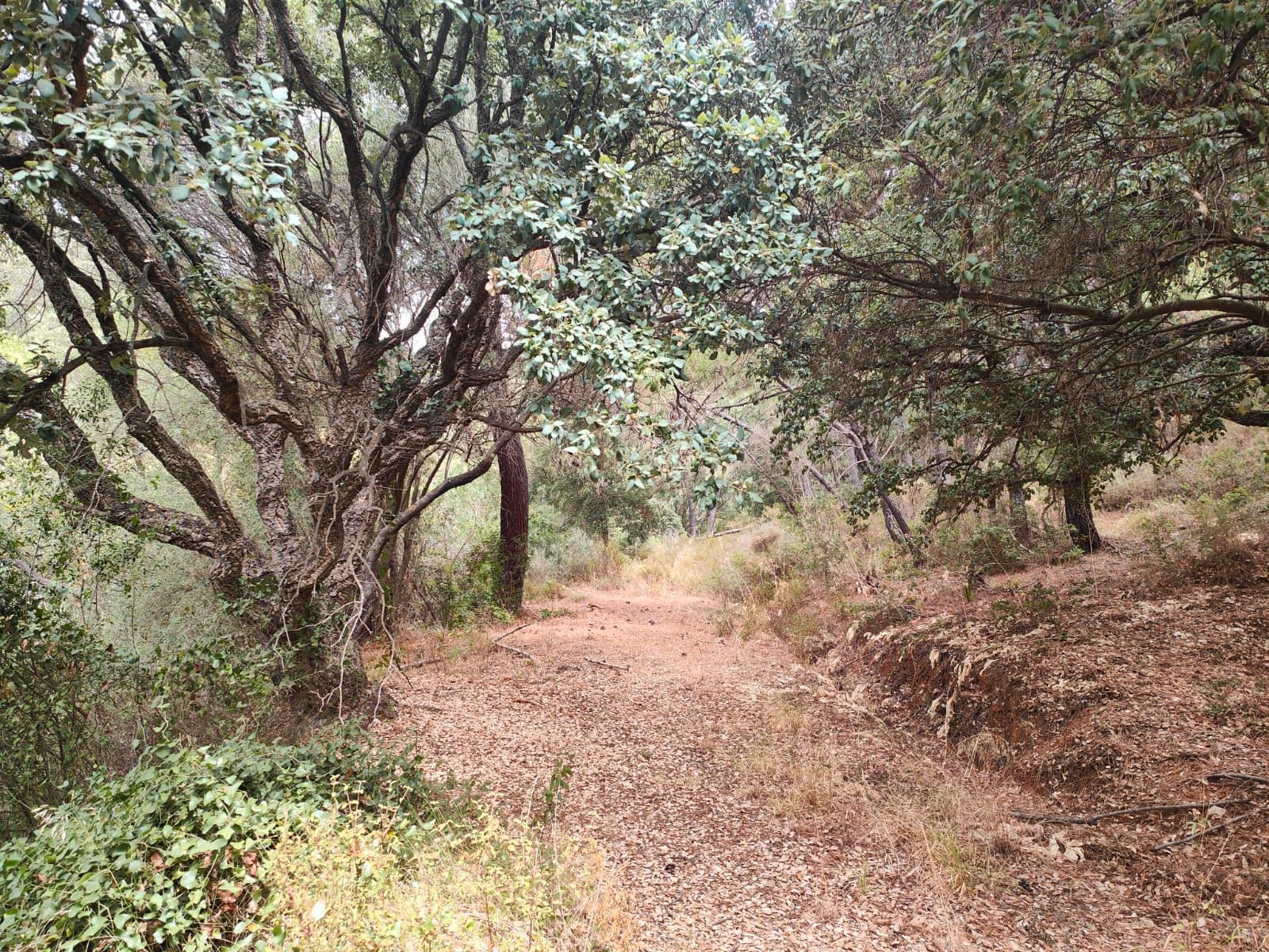 Land for sale in Istán