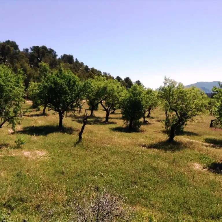 Terreni e lotti in vendita a Arens de Lledó, imagen 2